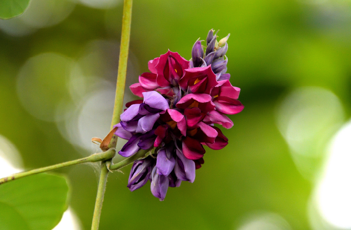 葛の花